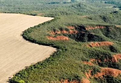 Cerrado sendo desmatado.